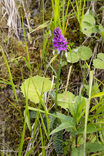 blossoms of the dactylorhiza fuchsii or spotted orchids on Alp meadows in Austria in June photo