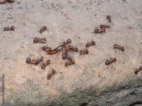 Eine Gruppe Waldameisen hat einen Ohrwurm erbeutet und versucht ihn in ihr Nest zu transportieren. photo