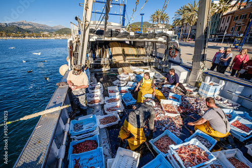 sailors selecting the fish, trawling or bou fishing, Andratx, Mallorca, Balearic Islands, Spain photo