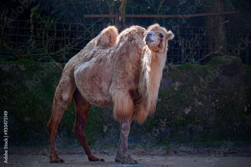 Schilderij op canvas Portrait of funny camel prude mouth