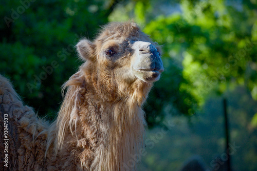 Schilderij op canvas Portrait of funny camel prude mouth