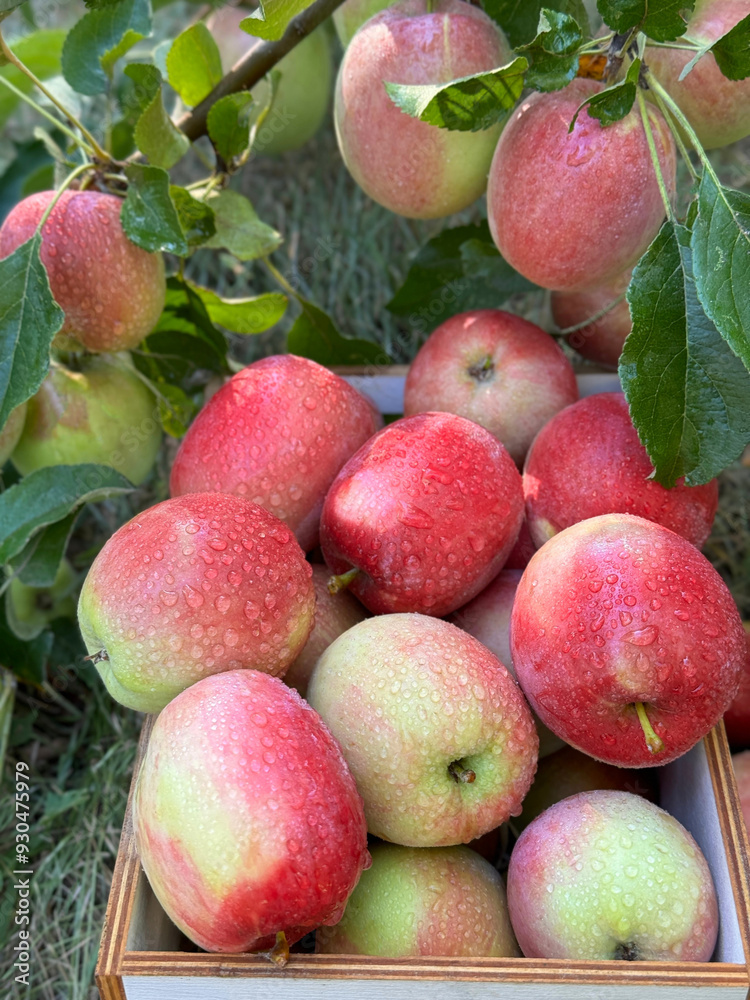Apples fruits fresh and delicious. Apples fruits fresh and delicious.