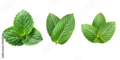 mint leaves isolated on white background