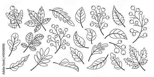 Set of hand drawn fallen autumn leaves, line art style