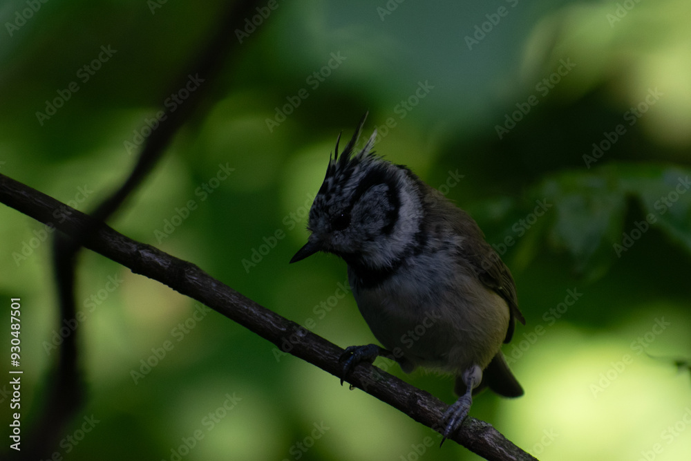 Naklejka premium crested tit on a branch