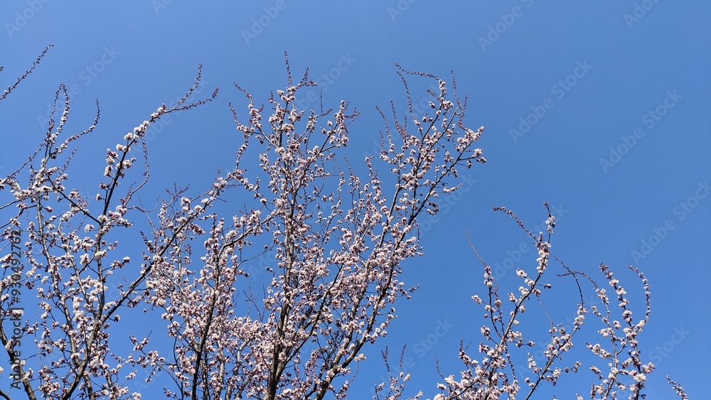 branches of a tree branches of a tree