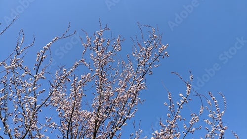 branches of a tree