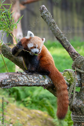 Red panda