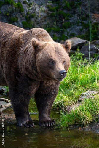 Brown bear 