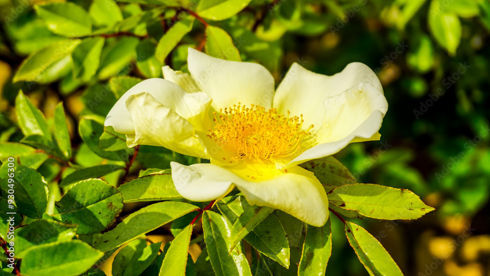 Fototapeta premium A white flower with a yellow center is surrounded by green leaves