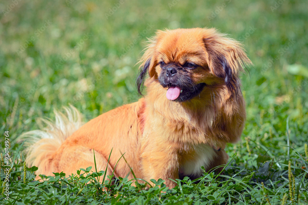 Pekingese Portrait of a happy dog lying in the grass on a summer walk. Pekingese Portrait of a happy dog lying in the grass on a summer walk.