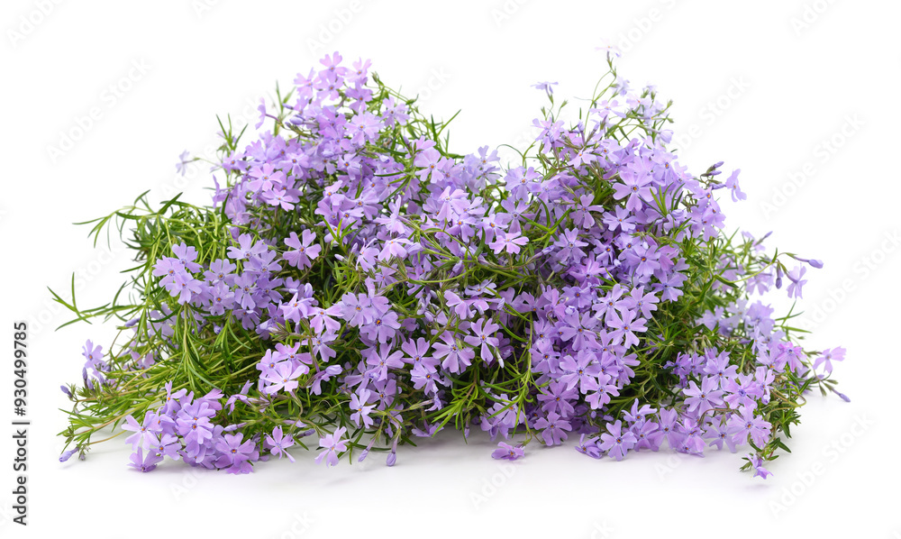 Fototapeta premium Bouquet of purple phloxes.