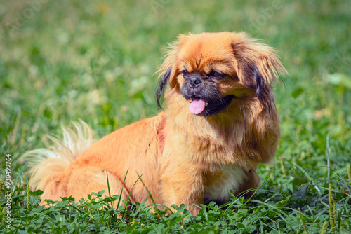 Bild auf Leinwand Pekingese Portrait of a happy dog ​​lying in the grass on a summer walk