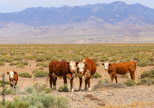 Cows at the Highway
