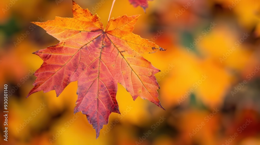 Vibrant Maple Leaf in Autumn, showcasing brilliant hues of red, orange, and yellow, surrounded by rich foliage, a stunning display of nature's seasonal transformation. Vibrant Maple Leaf in Autumn, showcasing brilliant hues of red, orange, and yellow, surrounded by rich foliage, a stunning display of nature's seasonal transformation.