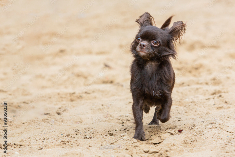 Small chihuahua dog playing on a sandy field Small chihuahua dog playing on a sandy field