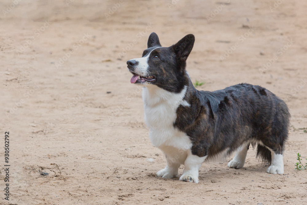 Cheerful dog Welsh Corgi Pembroke on a walk in the park Cheerful dog Welsh Corgi Pembroke on a walk in the park