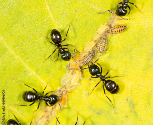 Ants collect aphids on a tree leaf. Macro