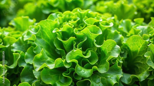 Close-up shot of fresh green lettuce leaves, perfect for healthy organic food, green salad, diet, nutrition, and vegetarian concepts