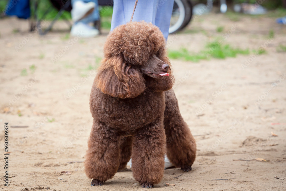 Adorable brown poodle at a dog show. Handler Puts a small poodle on show for inspection by a dog specialist. Adorable brown poodle at a dog show. Handler Puts a small poodle on show for inspection by a dog specialist.