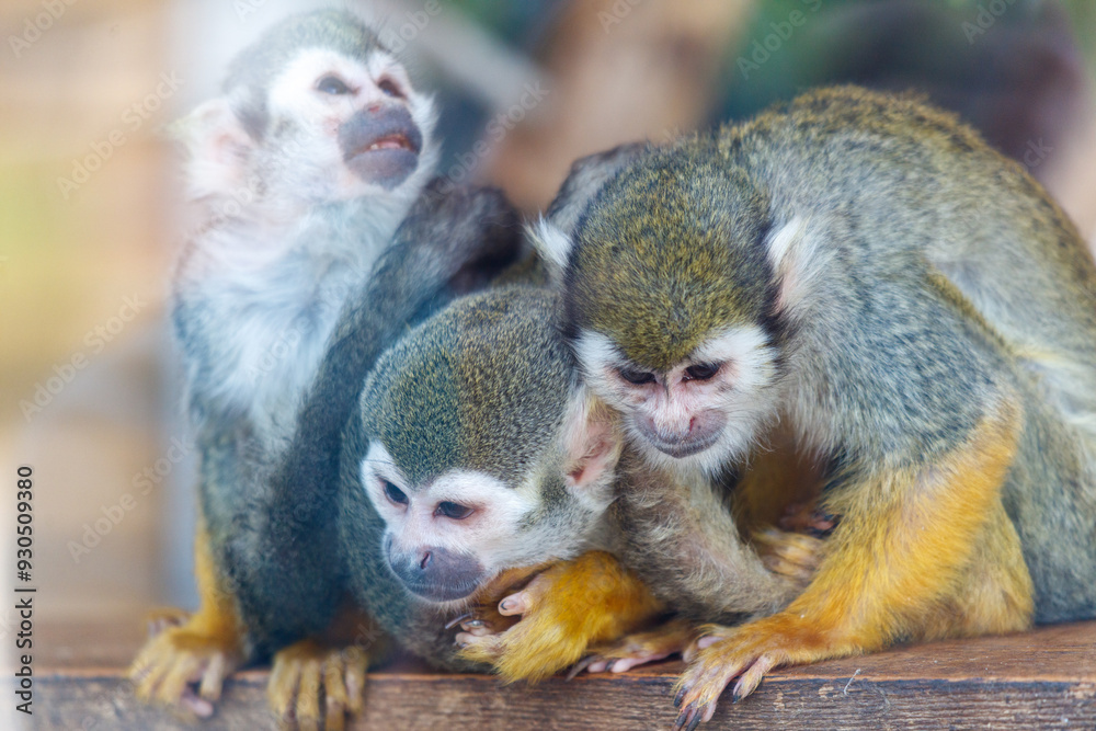 Fototapeta premium Portrait of three monkeys in the zoo