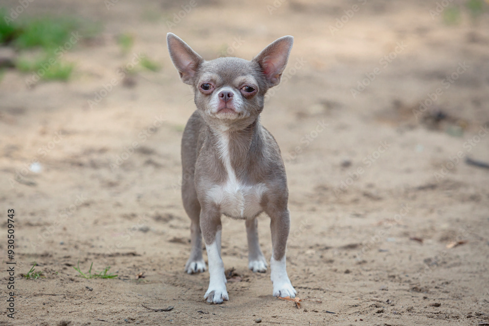 Chihuahua puppy poses and plays in nature.