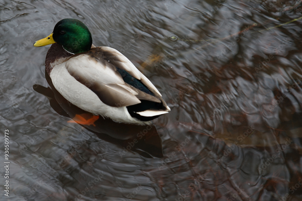 Fototapeta premium Ducky