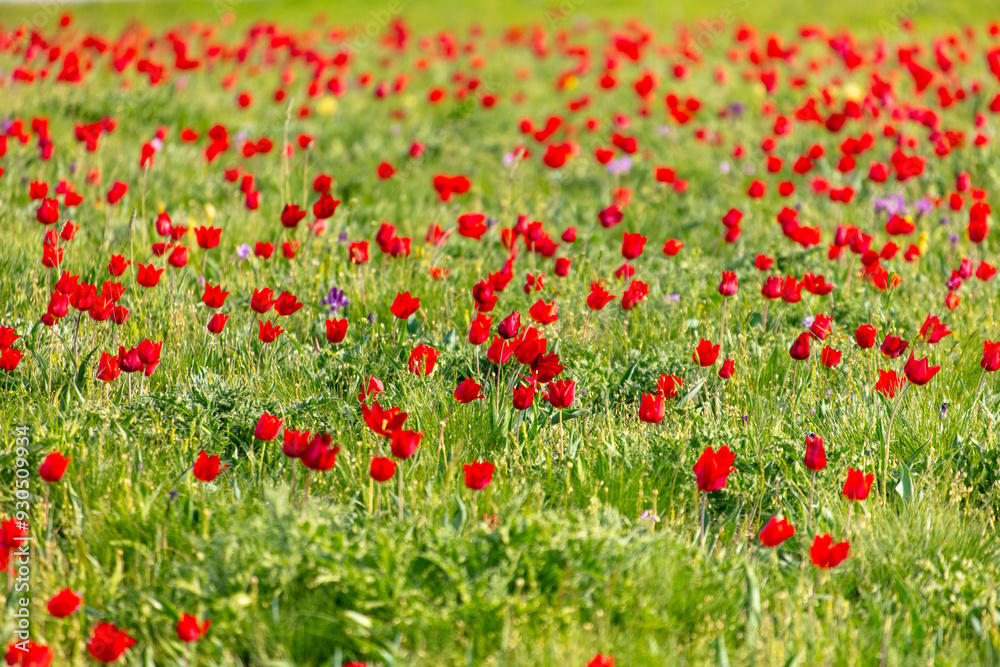 Field with red tulips in the steppe in spring as a background Field with red tulips in the steppe in spring as a background