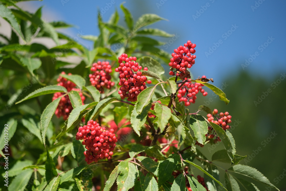 A vibrant bush adorned with clusters of red berries and lush green leaves set against a clear blue sky creates a beautiful scene A vibrant bush adorned with clusters of red berries and lush green leaves set against a clear blue sky creates a beautiful scene