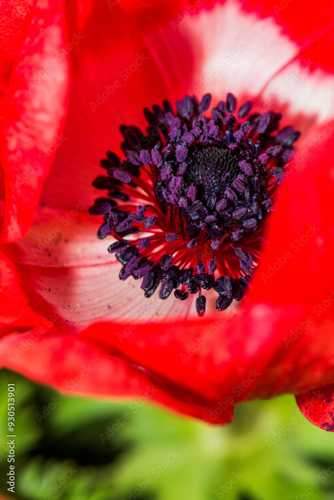 This is a closeup photograph capturing the intricate details of a vibrant red and white flower that features a striking purple center This is a closeup photograph capturing the intricate details of a vibrant red and white flower that features a striking purple center