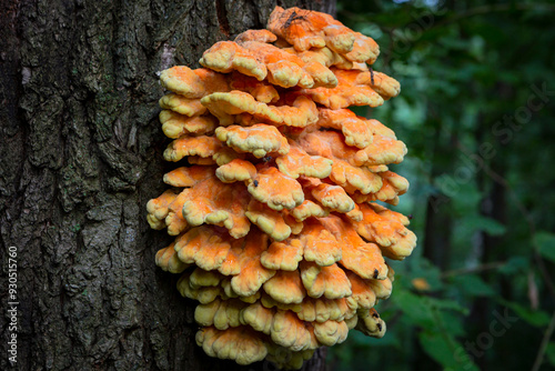 Close-up of Chicken of the Woods or Sulphur Shelf mushroom Laetiporus sulphureus on a tree trunk in a forest photo