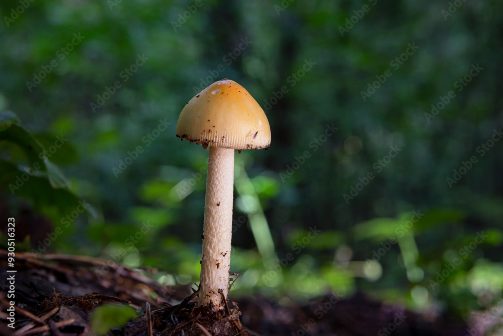 Close-up of a small toadstool mushroom in the forest. Close-up of a small toadstool mushroom in the forest.