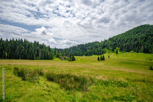 Scenic Green Meadow with Rolling Hills and Dense Pine Forest under a Partly Cloudy Sky – Serene Landscape in Summer