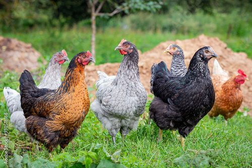 Free range chicken on an organic farm, freely grazing on a meadow , Chickens walk on the grass