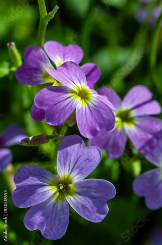 close up of a purple flower