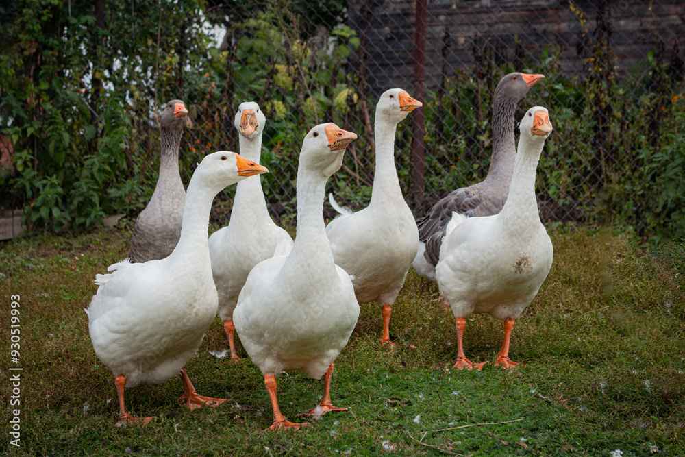 Close-up of young white geese and greylag goose strolling through the village. Close-up of young white geese and greylag goose strolling through the village.