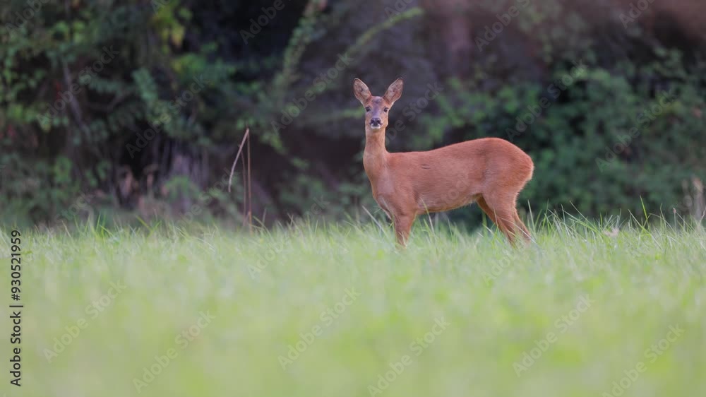 Roe deer, capreolus capreolus, forages and looks around the misty meadow in the early morning. Unconscious female wild animals with orange fur grazing on the hay field in summer. Roe deer, capreolus capreolus, forages and looks around the misty meadow in the early morning. Unconscious female wild animals with orange fur grazing on the hay field in summer.