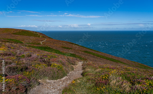 Views around South Stack Lighthouse with the heather out - Anglesey 