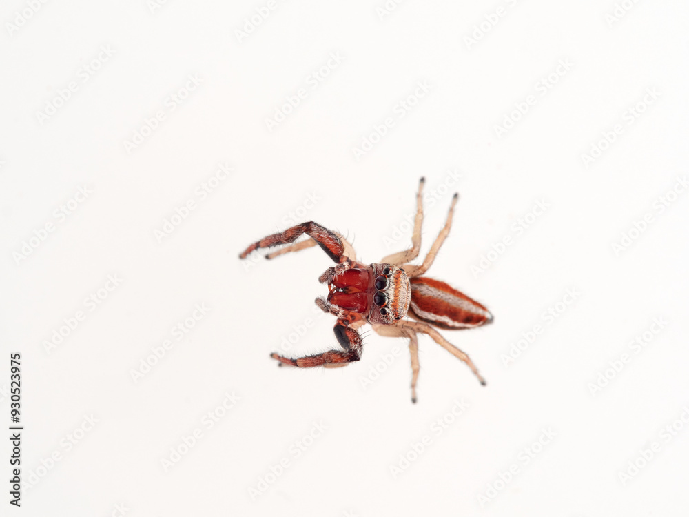 Jumping spider with large fangs in a white background. Genus Icius. Jumping spider with large fangs in a white background. Genus Icius.