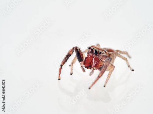 Jumping spider with large fangs in a white background. Genus Icius.  photo