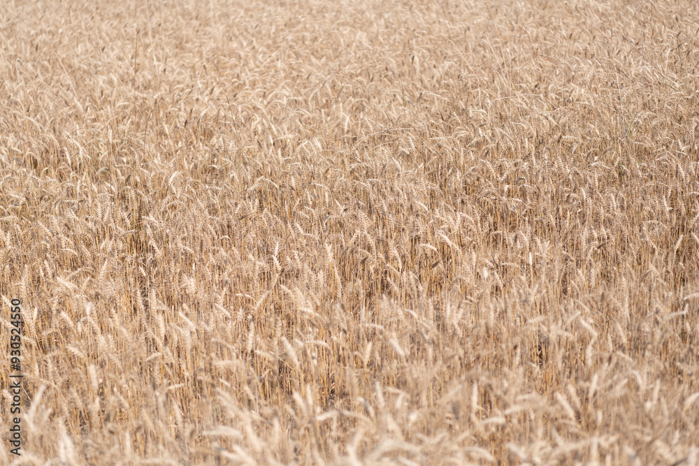 Harvest at field. Crop harvest. Harvesting corn in autumn. Agricultural wheat field during harvest time. Countryside crop. Harvesting at crop field. Ripe barley agriculture. Rye harvest Harvest at field. Crop harvest. Harvesting corn in autumn. Agricultural wheat field during harvest time. Countryside crop. Harvesting at crop field. Ripe barley agriculture. Rye harvest