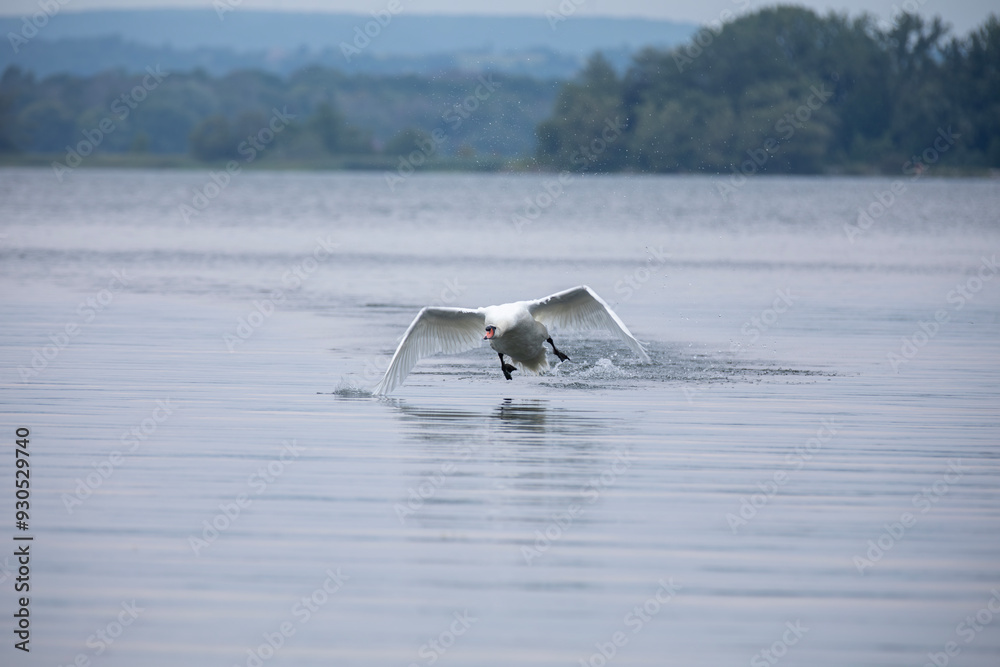 Obraz premium A mute swan in flight in Ontario, Canada.