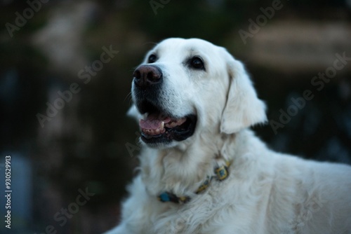 A golden retriever with a smooth coat lies on the lake. Happy labrador. White dog