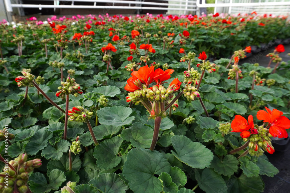 Obraz premium Red geranium beautifully grows in a greenhouse, adding vibrant accents to the green oasis