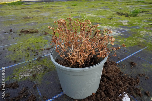 A withered flower with dry branches in a cup shows signs of neglect and dehydration photo