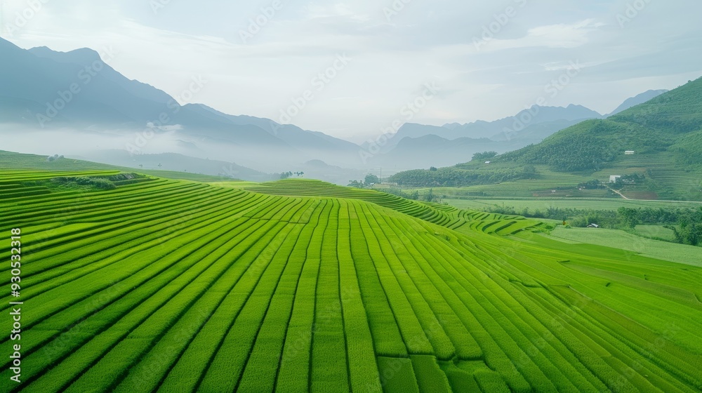 Obraz premium A beautiful green field with a hill in the background