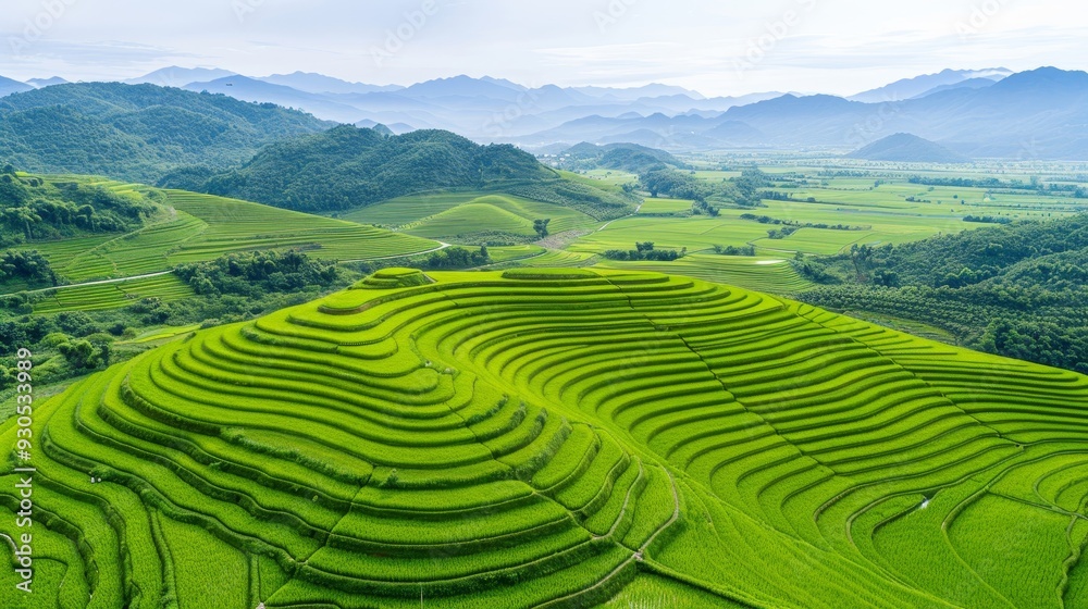 A river runs through a field of green rice A river runs through a field of green rice