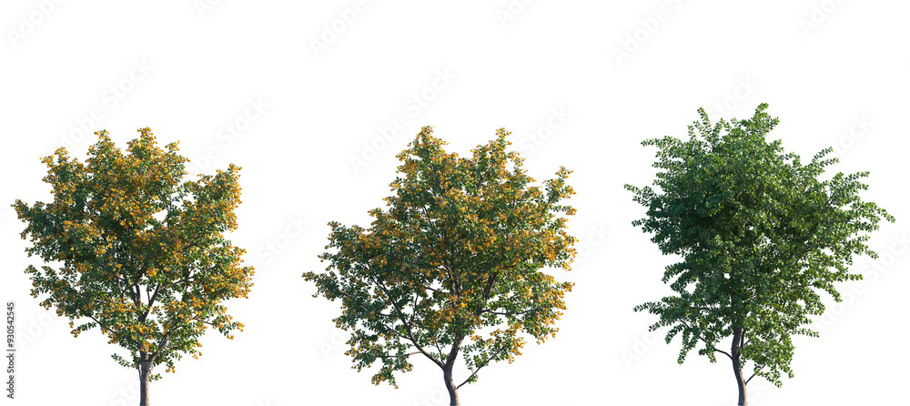 Set of Berberis darwinii (Darwin's barberry, michay, calafate, and quelung) frontal bush shrub isolated png on a transparent background perfectly cutout Set of Berberis darwinii (Darwin's barberry, michay, calafate, and quelung) frontal bush shrub isolated png on a transparent background perfectly cutout