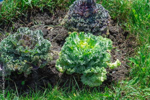 Ornamental kale of different colors growing in botanical garden. Curly leafy cabbage decoration of crucifers. Edible brassica oleracea sabellica used in landscaping. Variety of leaf colors and shapes. photo