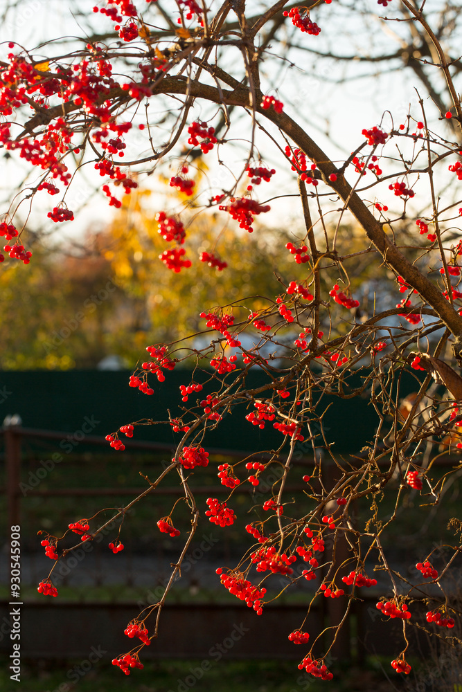 Bright red ripe viburnum in the autumn garden Bright red ripe viburnum in the autumn garden